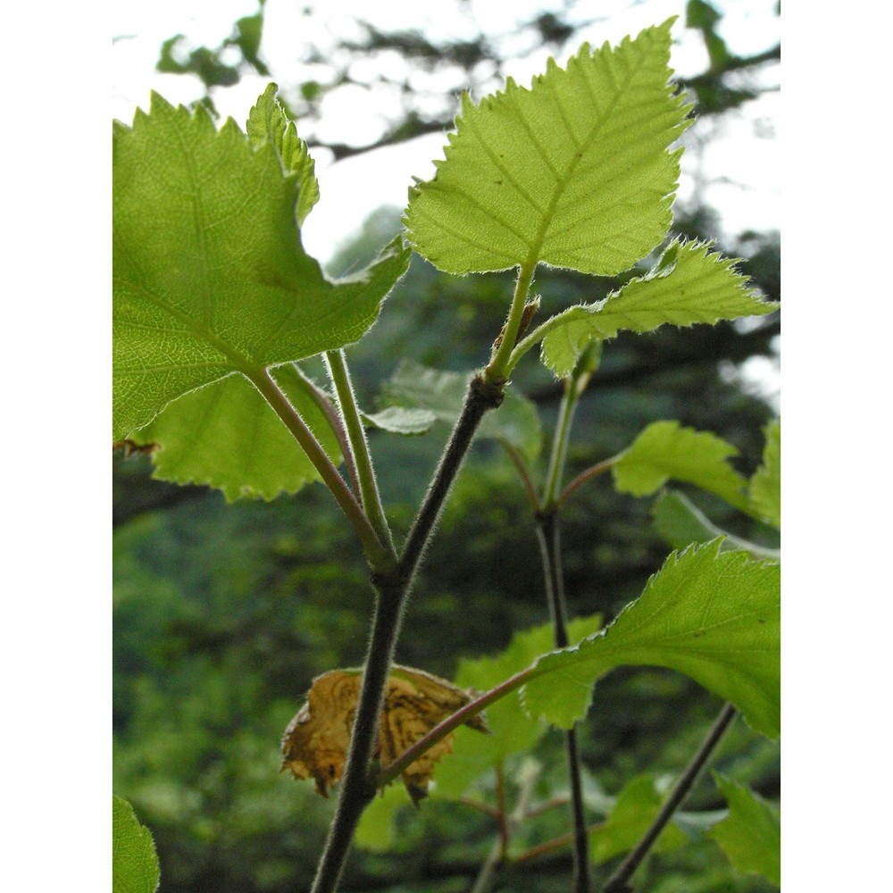 betula pubescens ehrh.