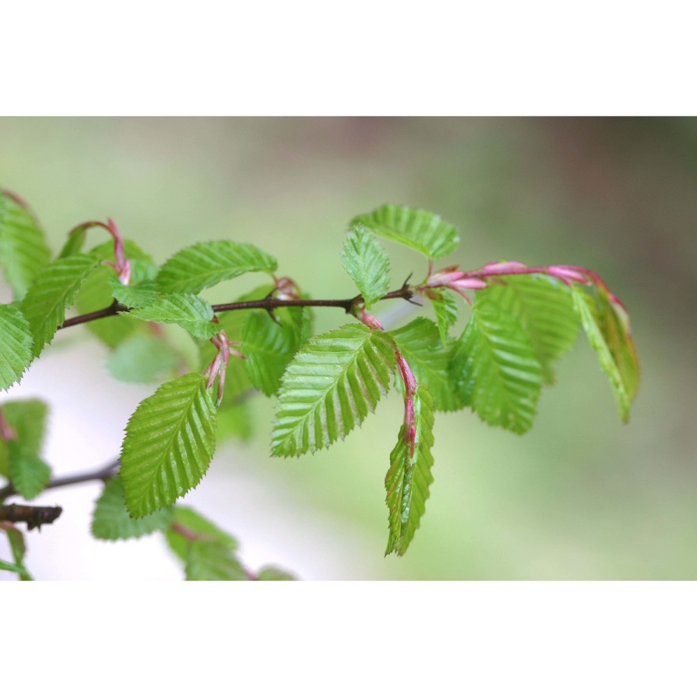 carpinus orientalis mill.