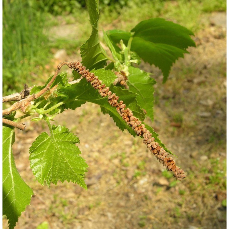 corylus colurna l.