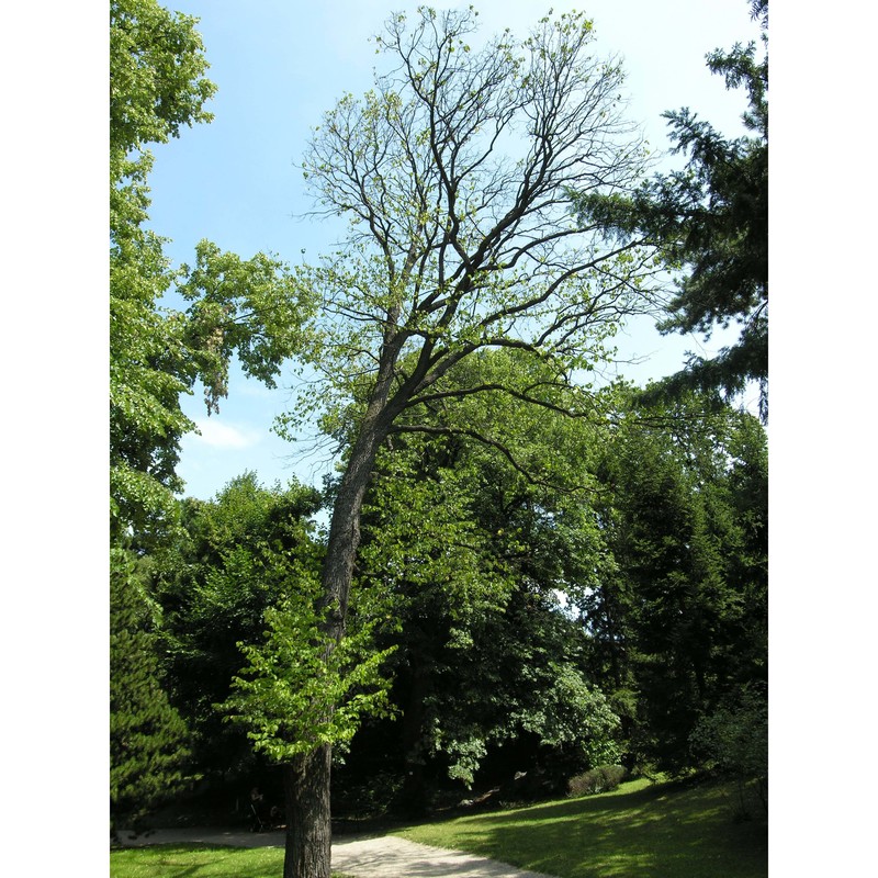 corylus colurna l.