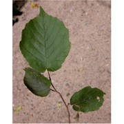 corylus maxima mill.