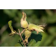 corylus maxima mill.