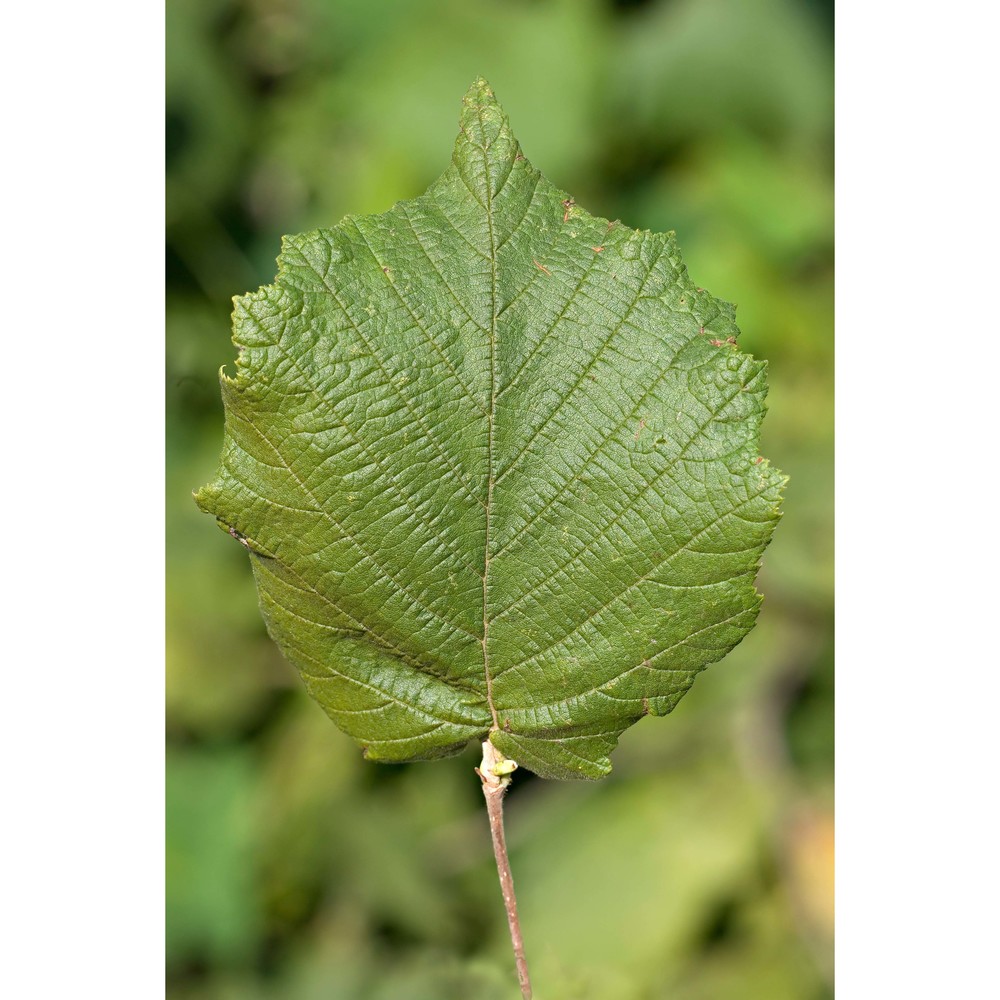 corylus maxima mill.