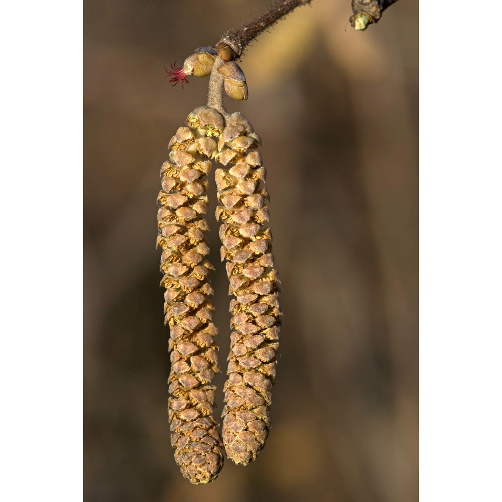 corylus maxima mill.