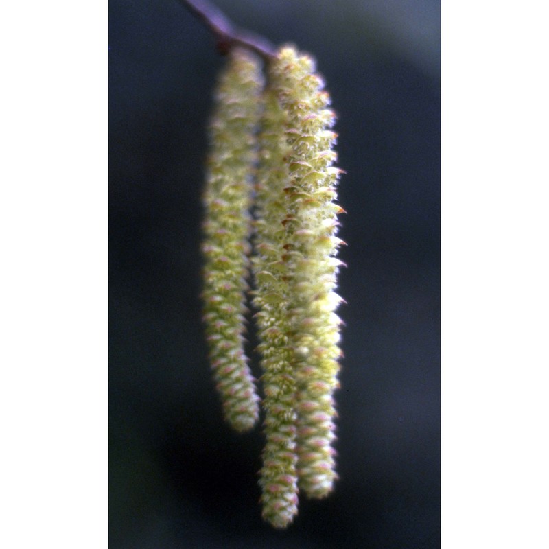 ostrya carpinifolia scop.