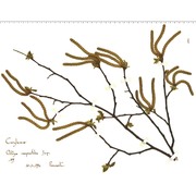 ostrya carpinifolia scop.