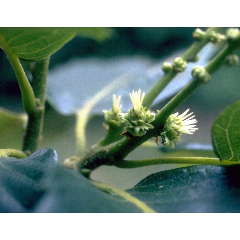 castanea sativa mill.