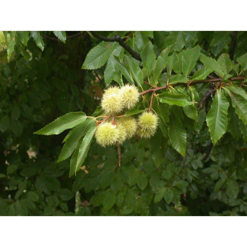 castanea sativa mill.