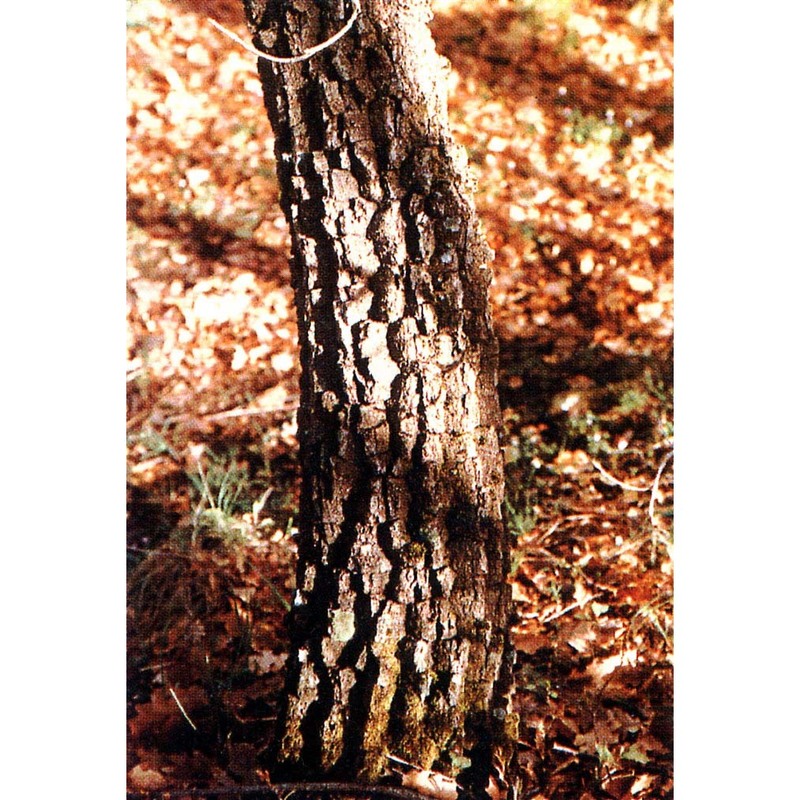 quercus amplifolia guss.