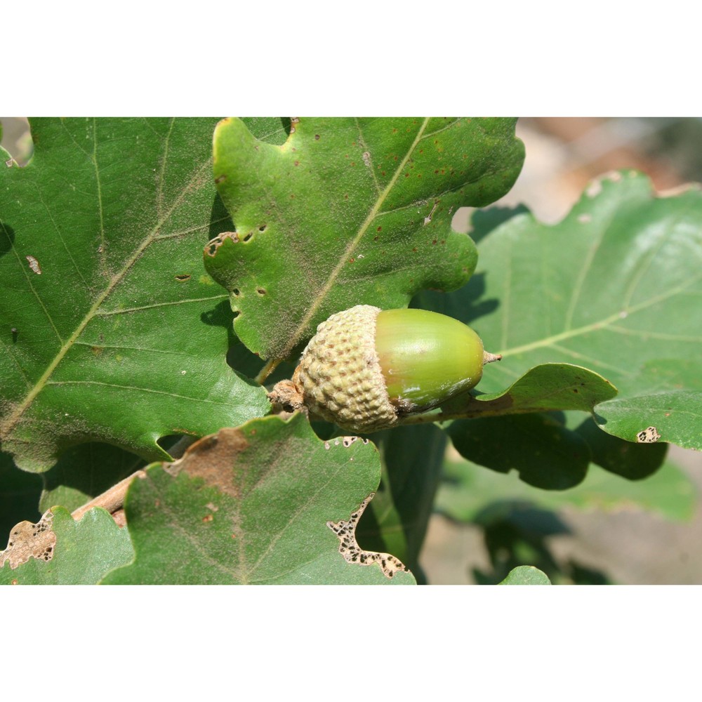 quercus amplifolia guss.