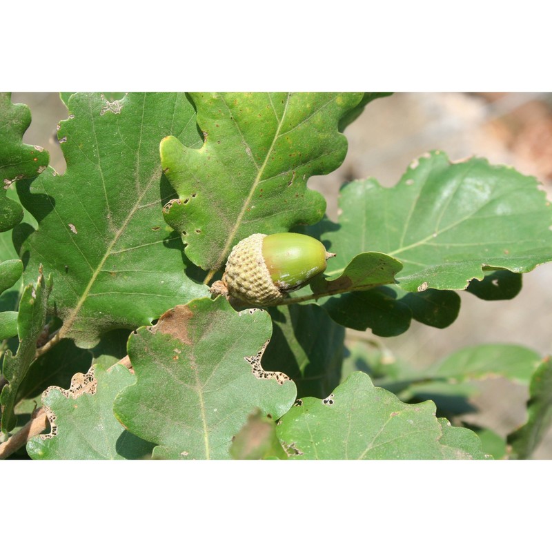 quercus amplifolia guss.