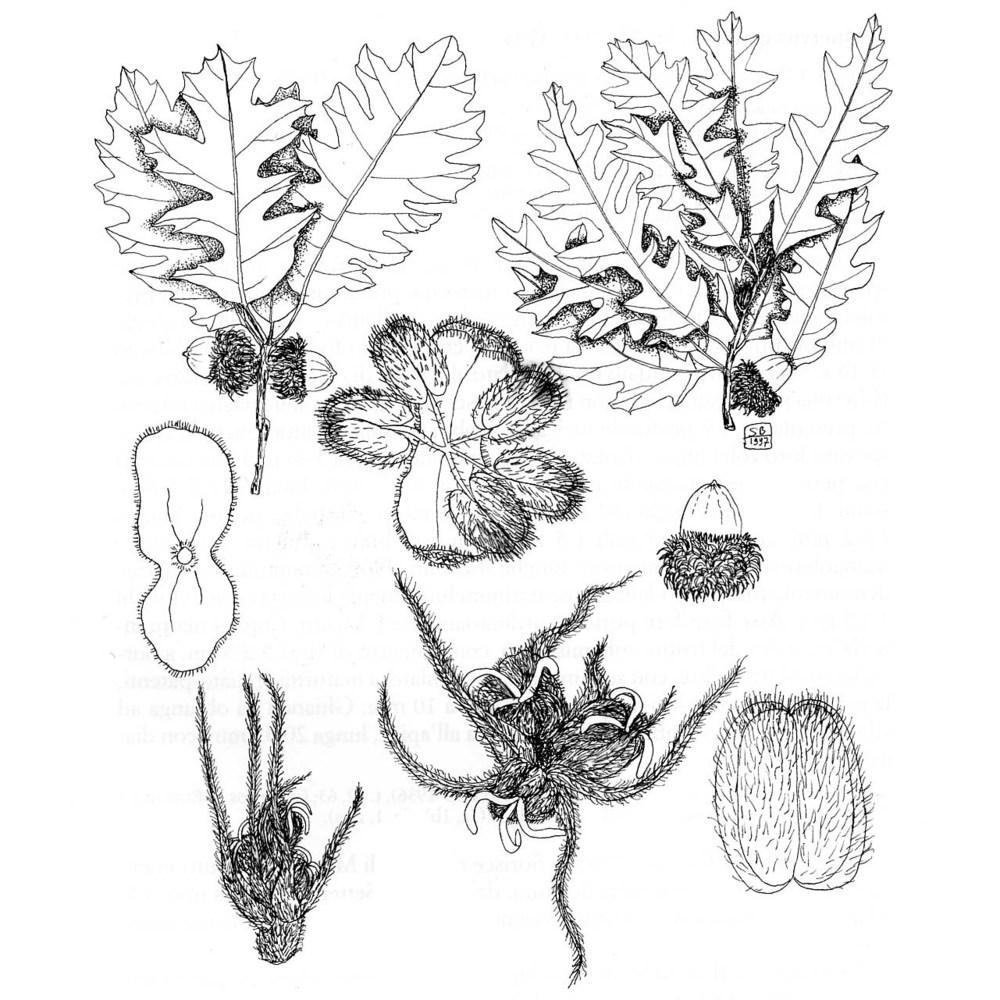 quercus cerris l.