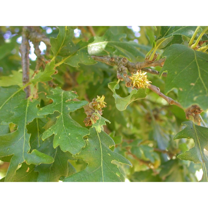 quercus cerris l.