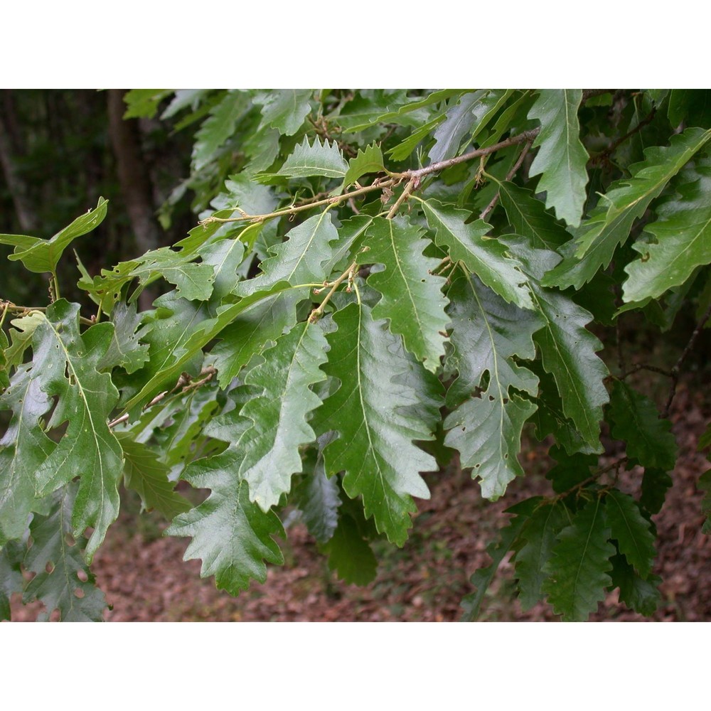 quercus cerris l.