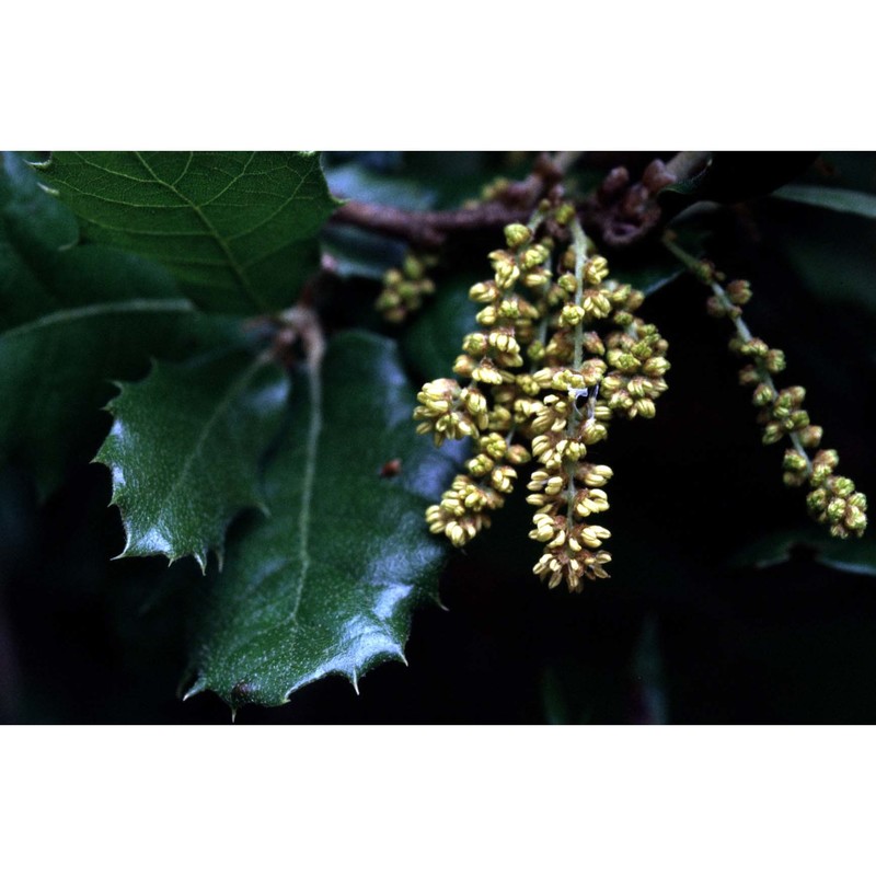 quercus coccifera l.