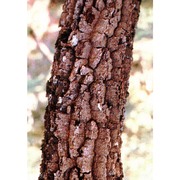 quercus dalechampii ten.