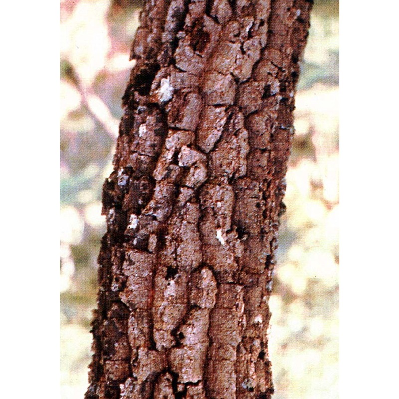 quercus dalechampii ten.