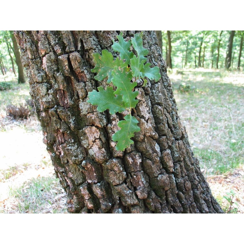 quercus dalechampii ten.