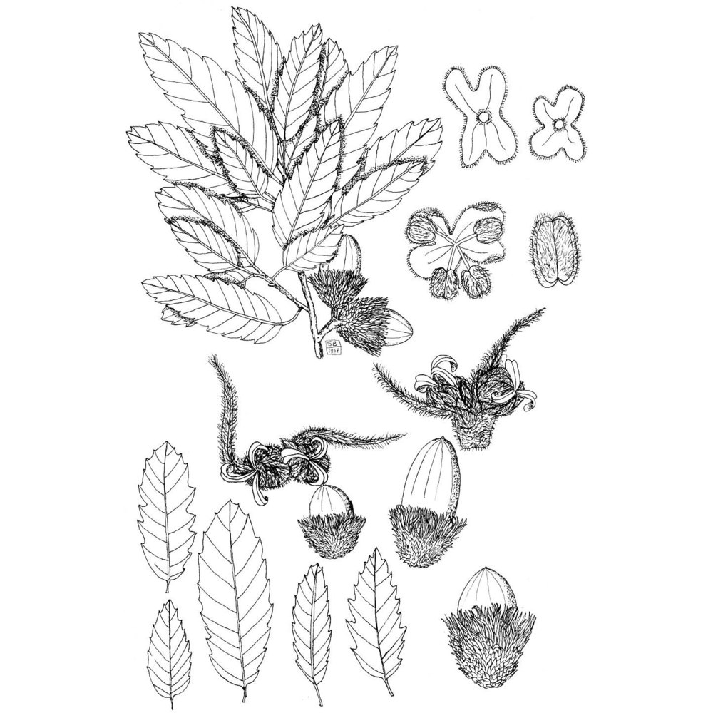 quercus fontanesii guss.