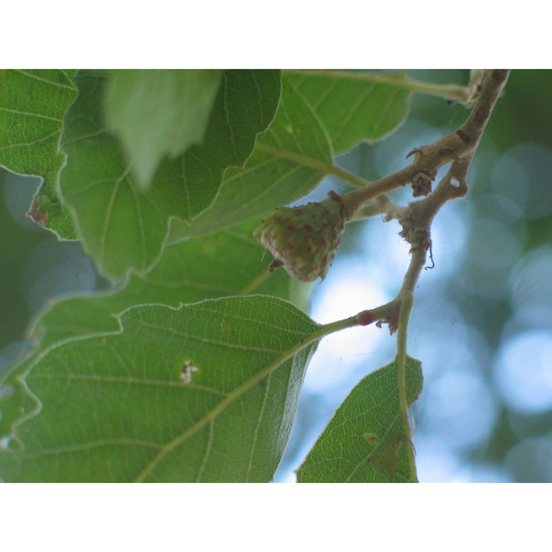 quercus fontanesii guss.