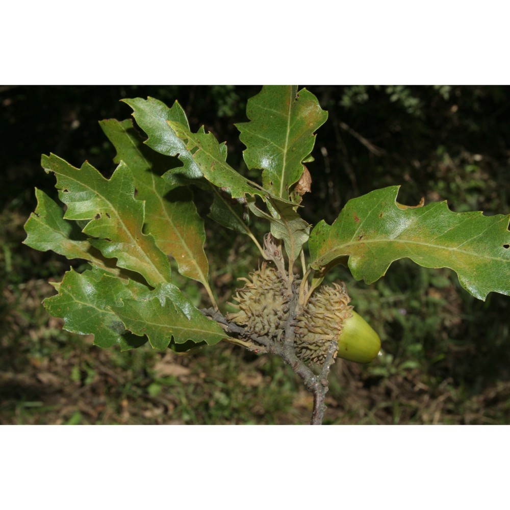 quercus gussonei (borzí) brullo