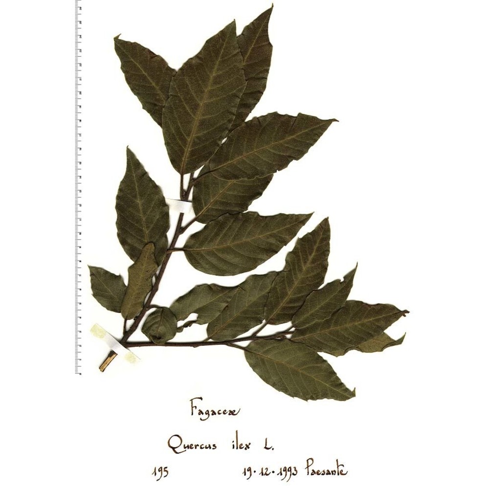 quercus ilex l.