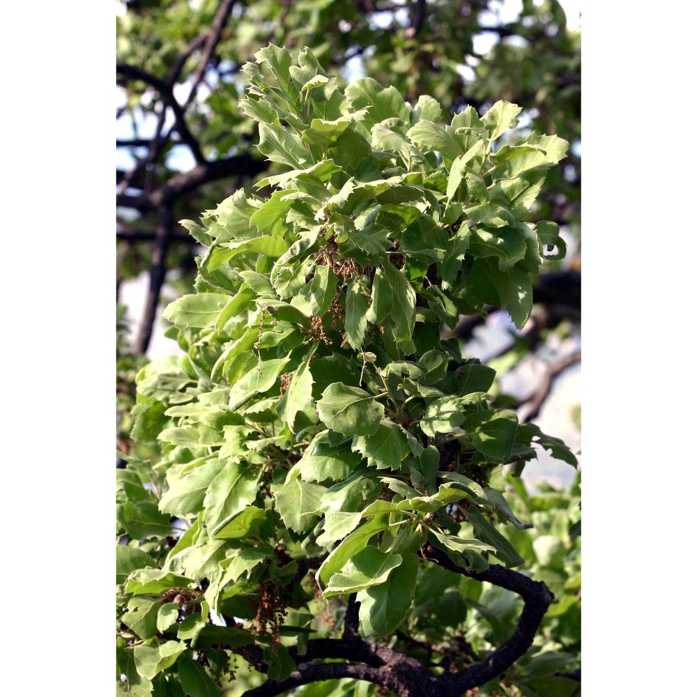 quercus macrolepis kotschy