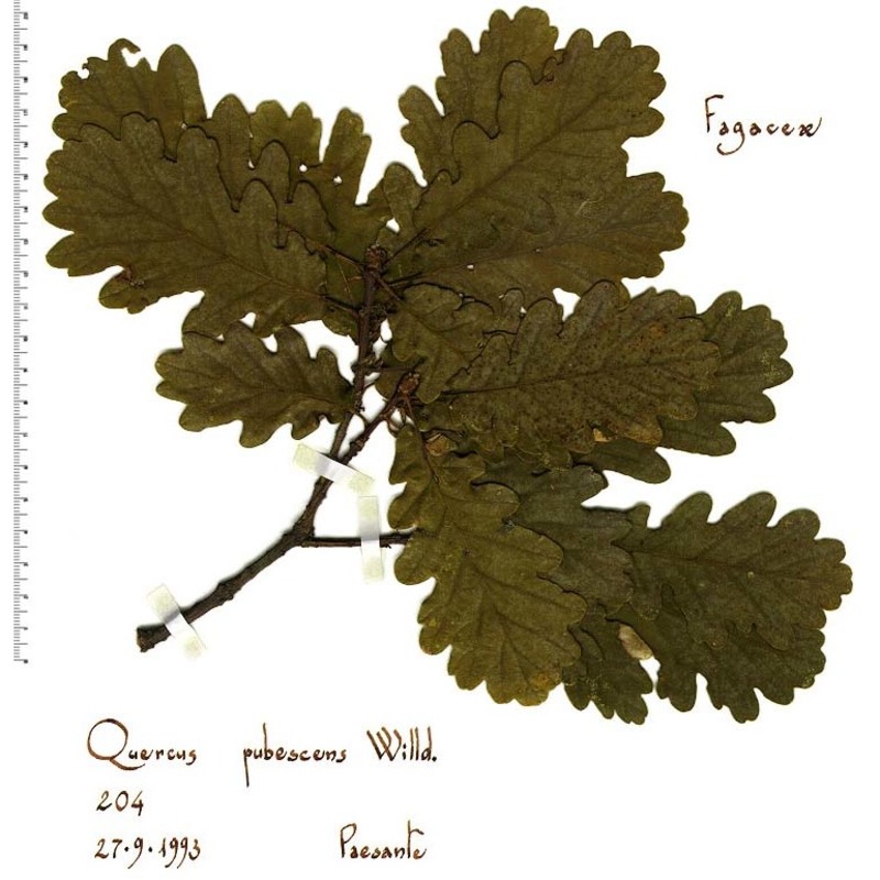 quercus pubescens willd.