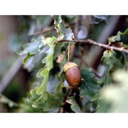 quercus robur l.