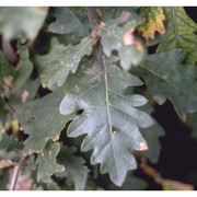 quercus robur l.