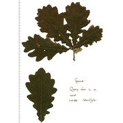 quercus robur l.