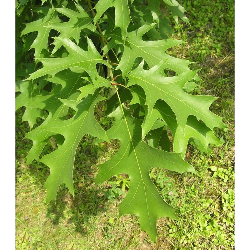 quercus rubra l.