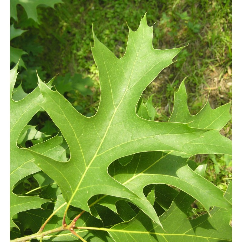 quercus rubra l.