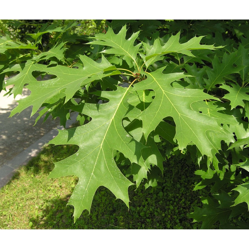 quercus rubra l.