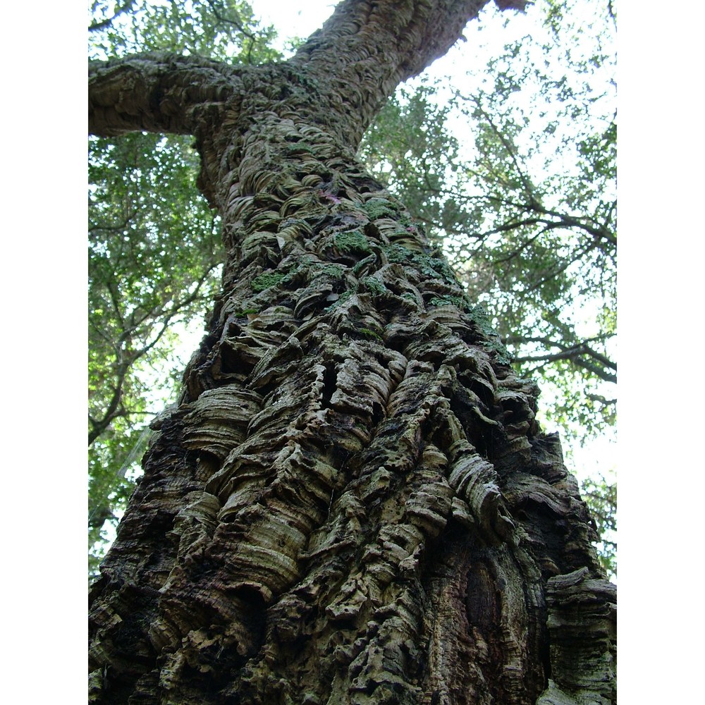 quercus suber l.