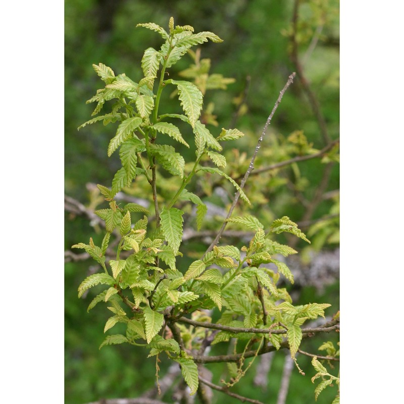 quercus trojana webb