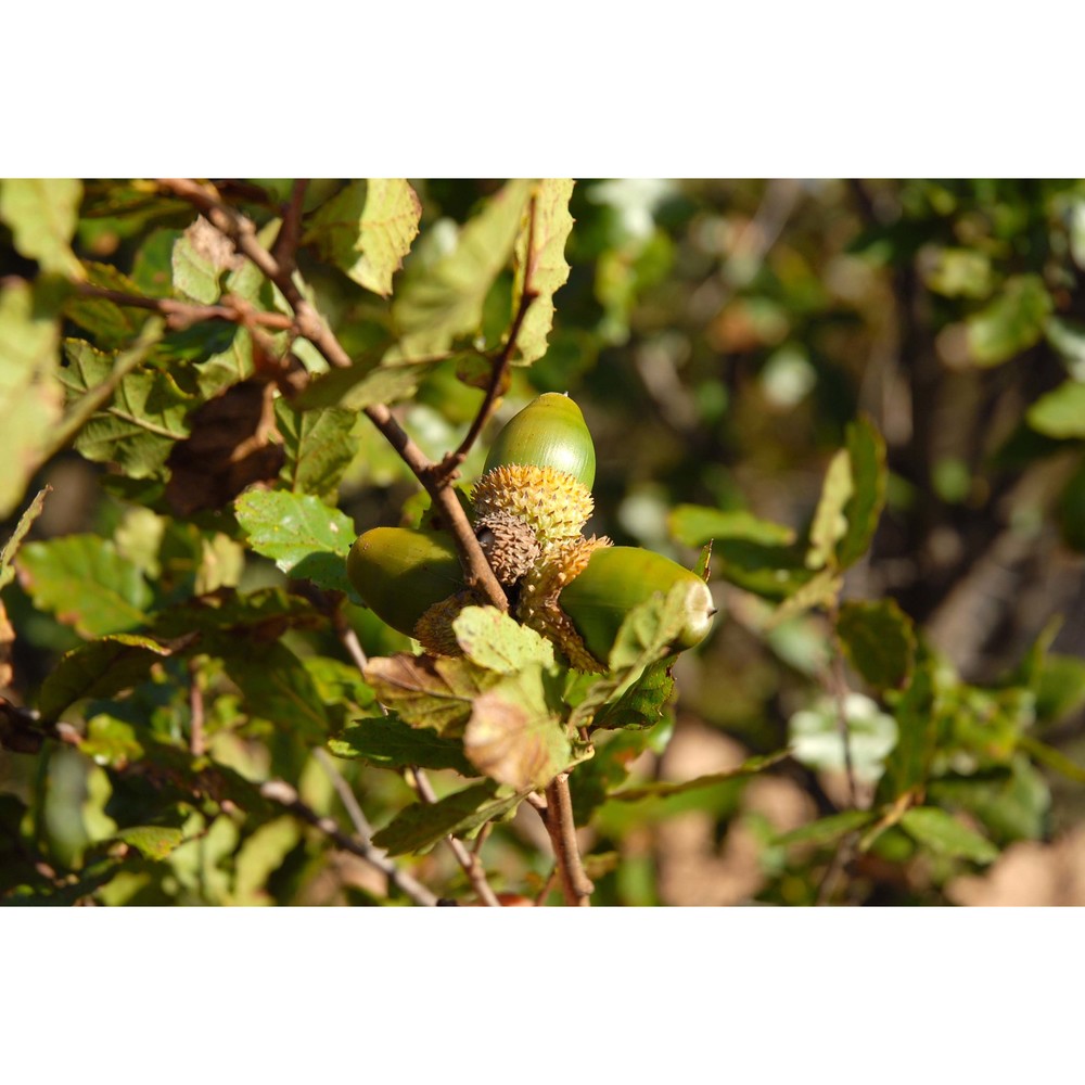 quercus trojana webb