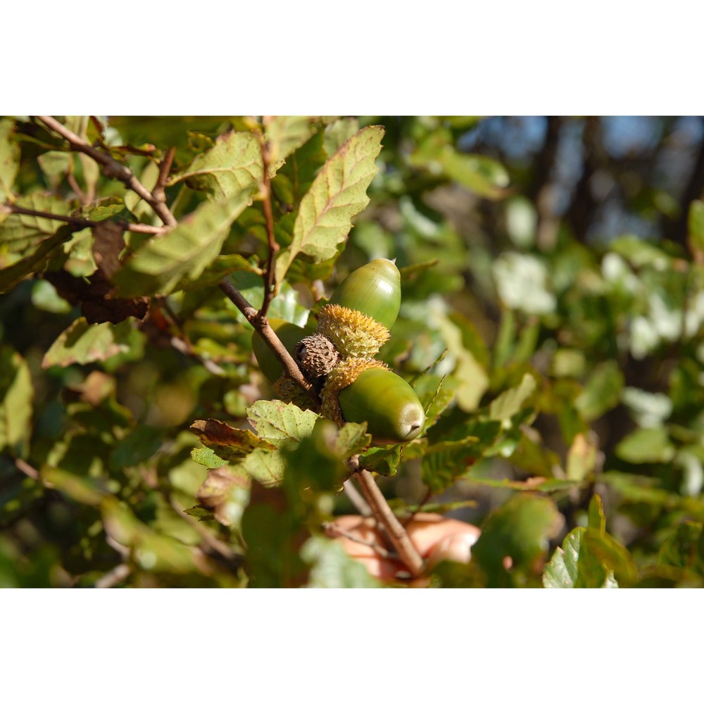 quercus trojana webb