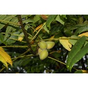 juglans cinerea l.