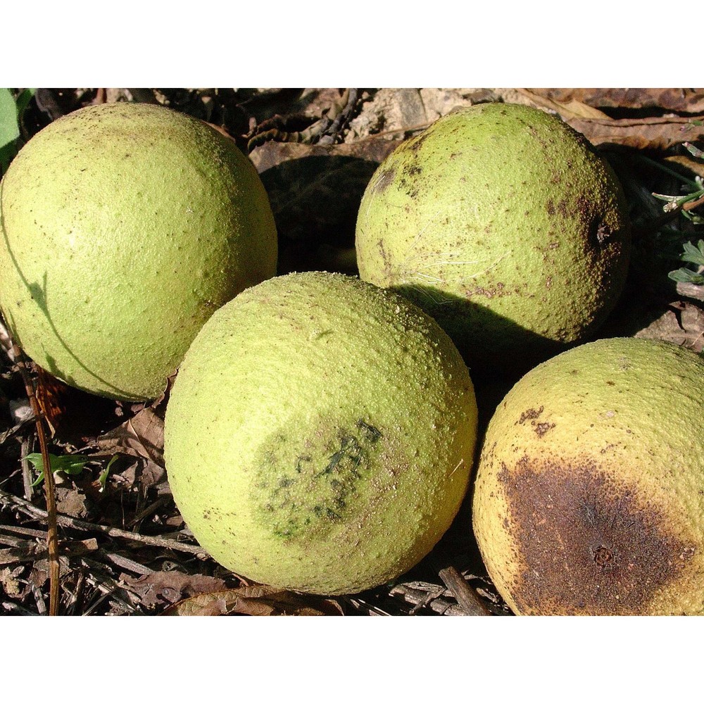 juglans nigra l.