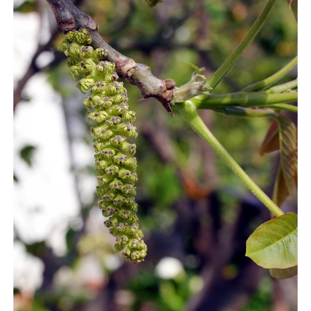 juglans regia l.