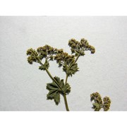 alchemilla connivens buser