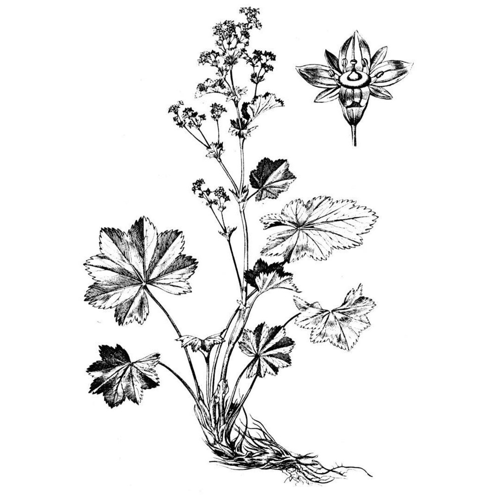 alchemilla coriacea buser