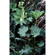 alchemilla coriacea buser