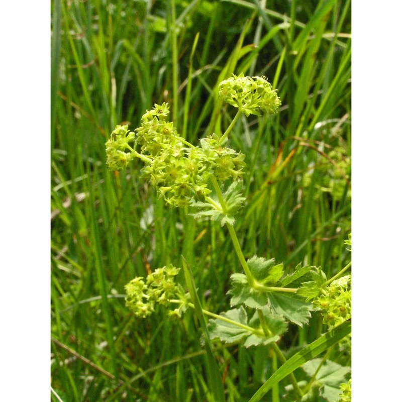 alchemilla crinita buser