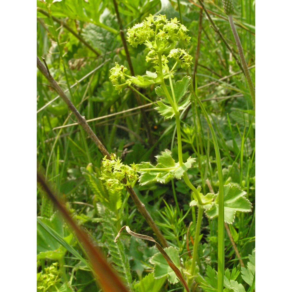 alchemilla crinita buser