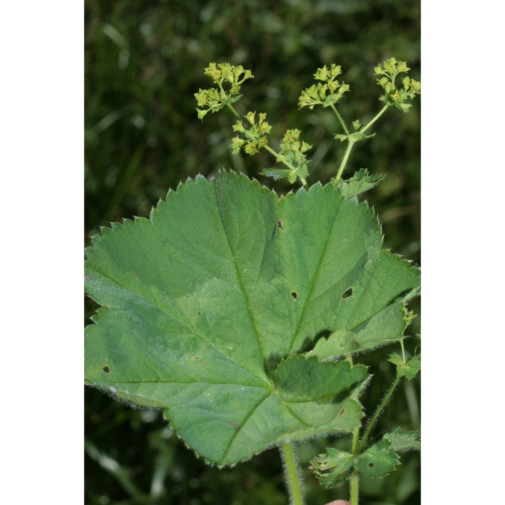 alchemilla crinita buser