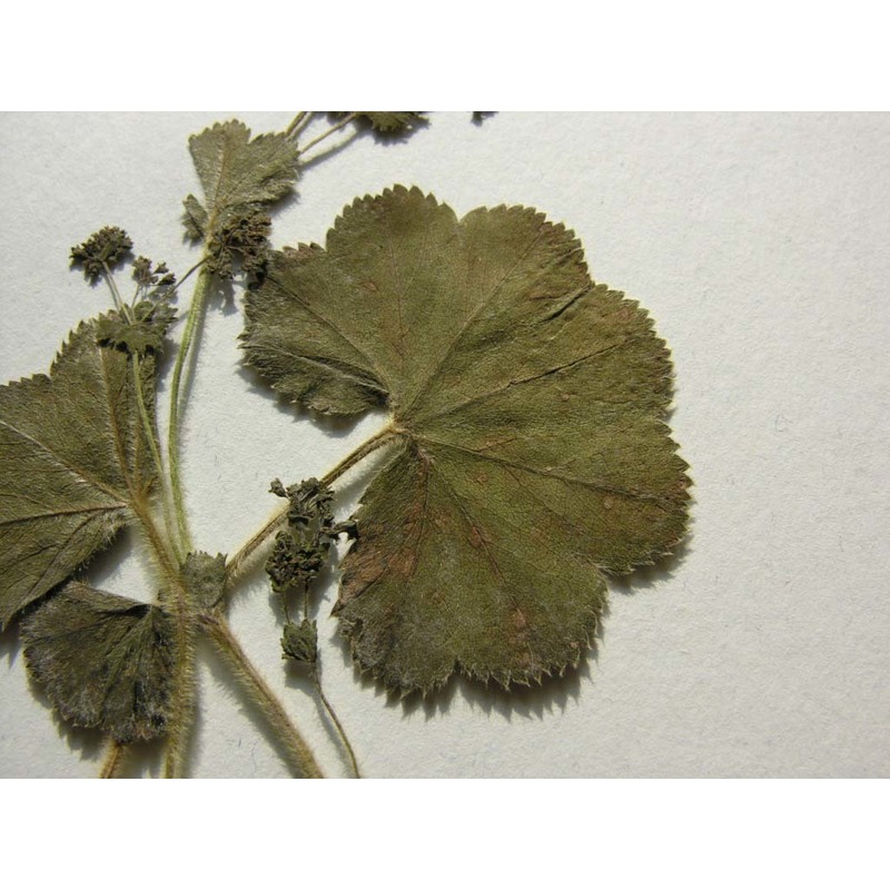 alchemilla crinita buser