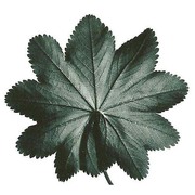 alchemilla croatica gand.