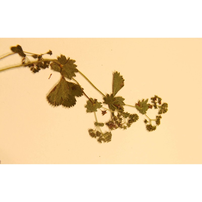 alchemilla cymatophylla juz.